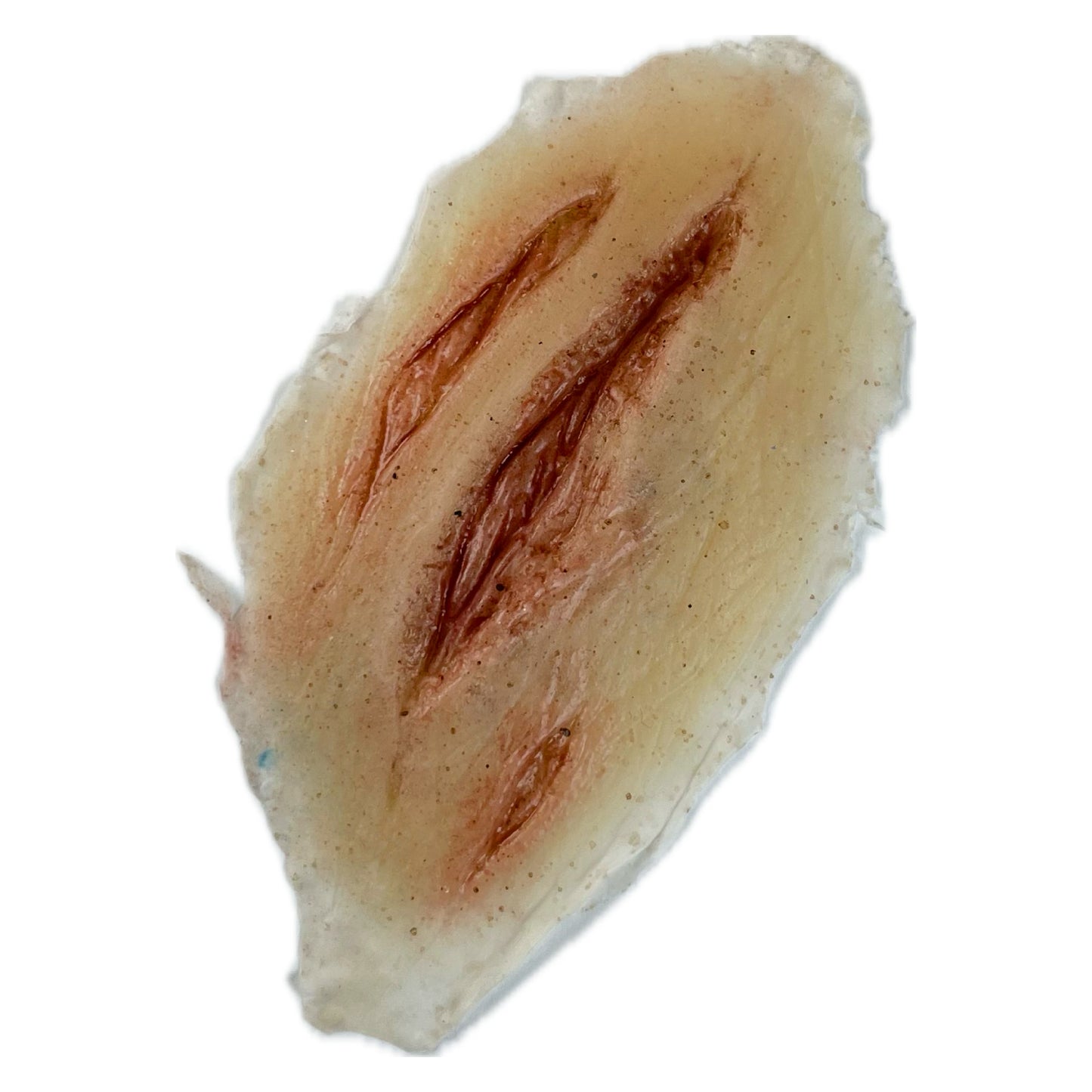 Claw Mark Gash