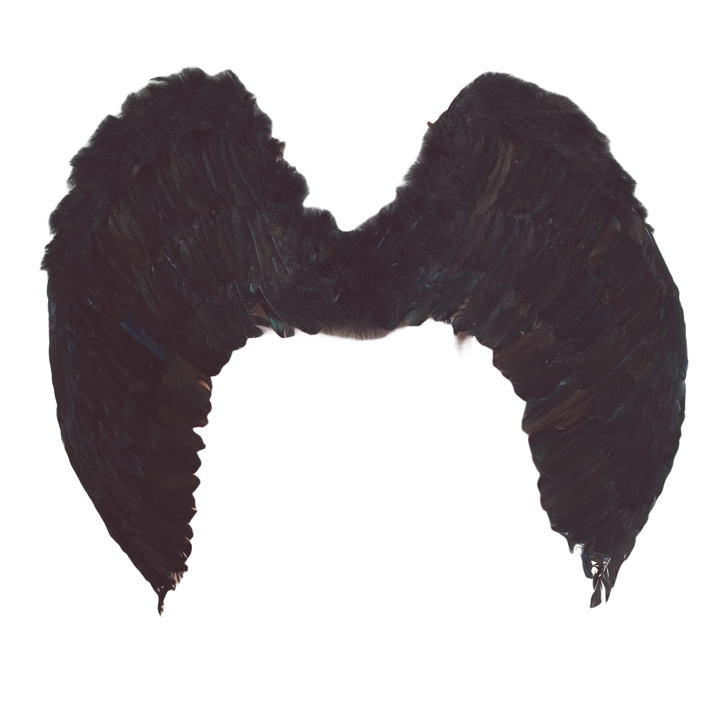 Black Feather Wings - 31"