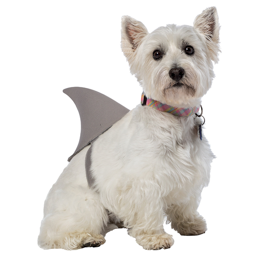 Pet Shark Fin