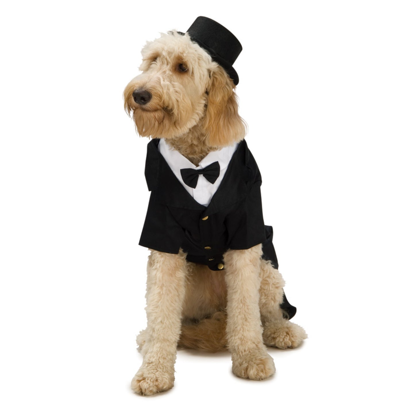 Dapper Dog Costume