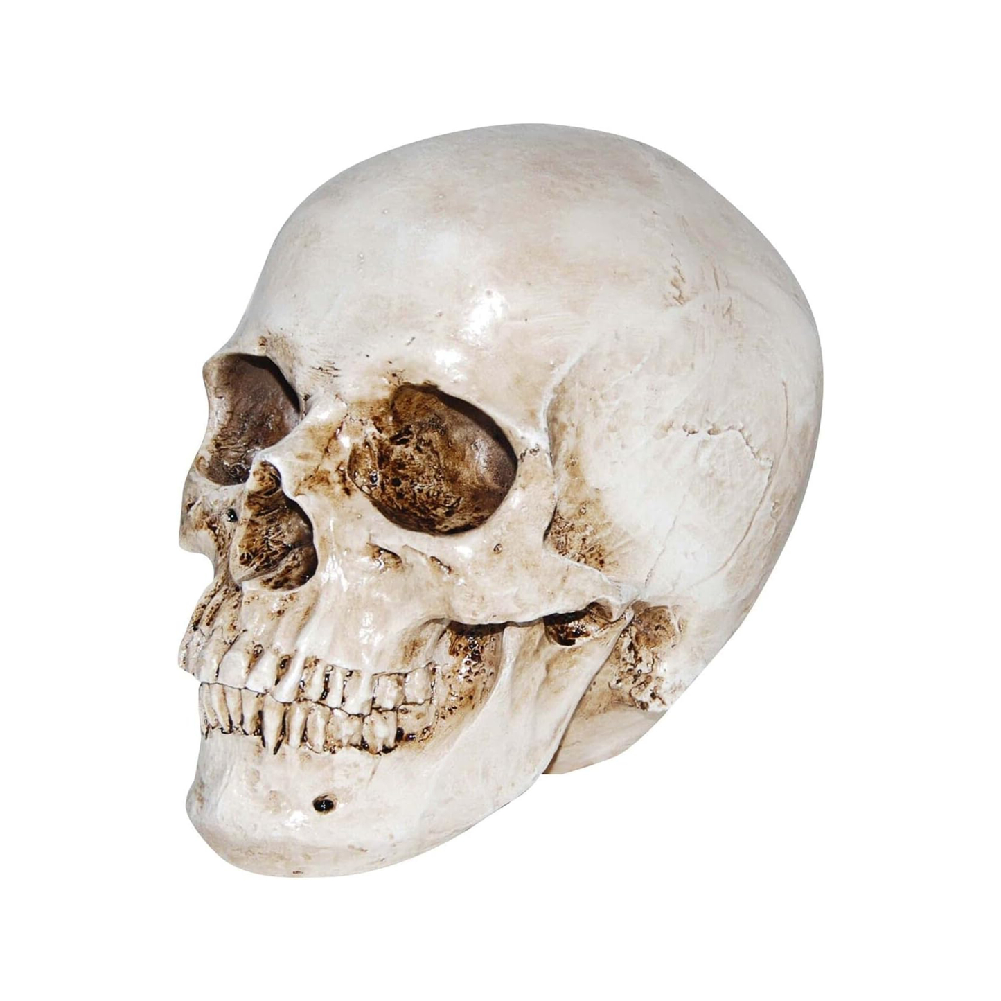 Realistic Resin Human Skull