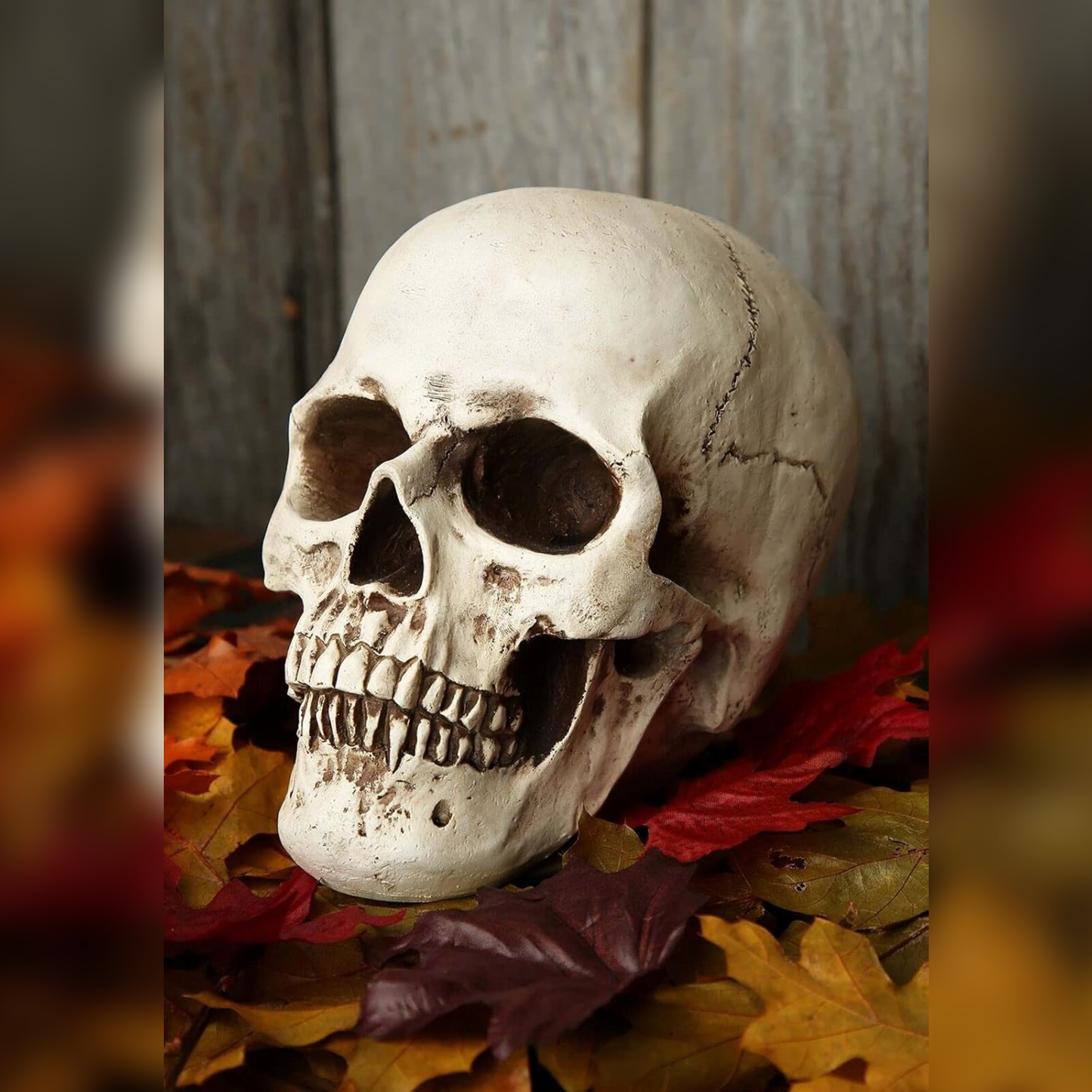 Realistic Resin Human Skull