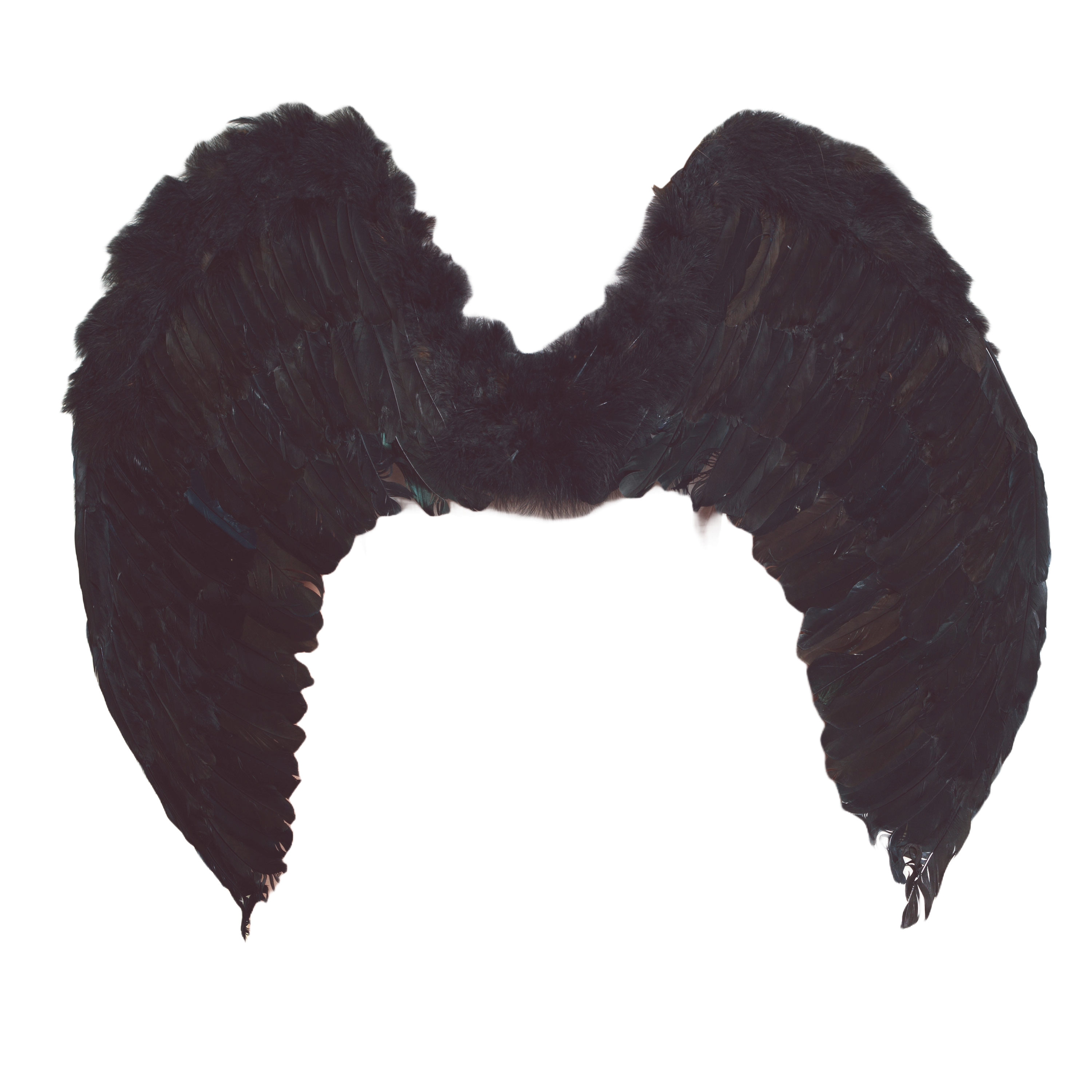 Black Feather Wings - 31"