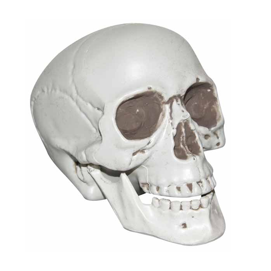 7'' Plastic Skull