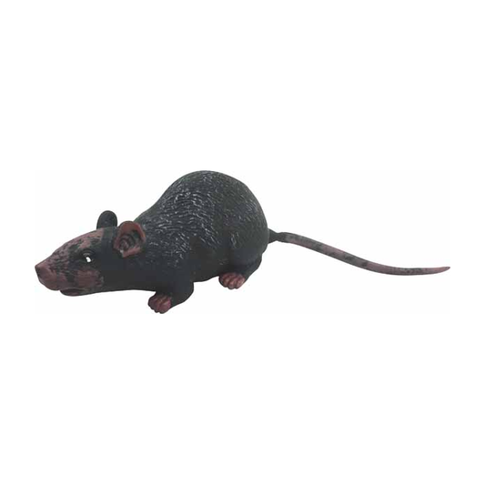 Rat