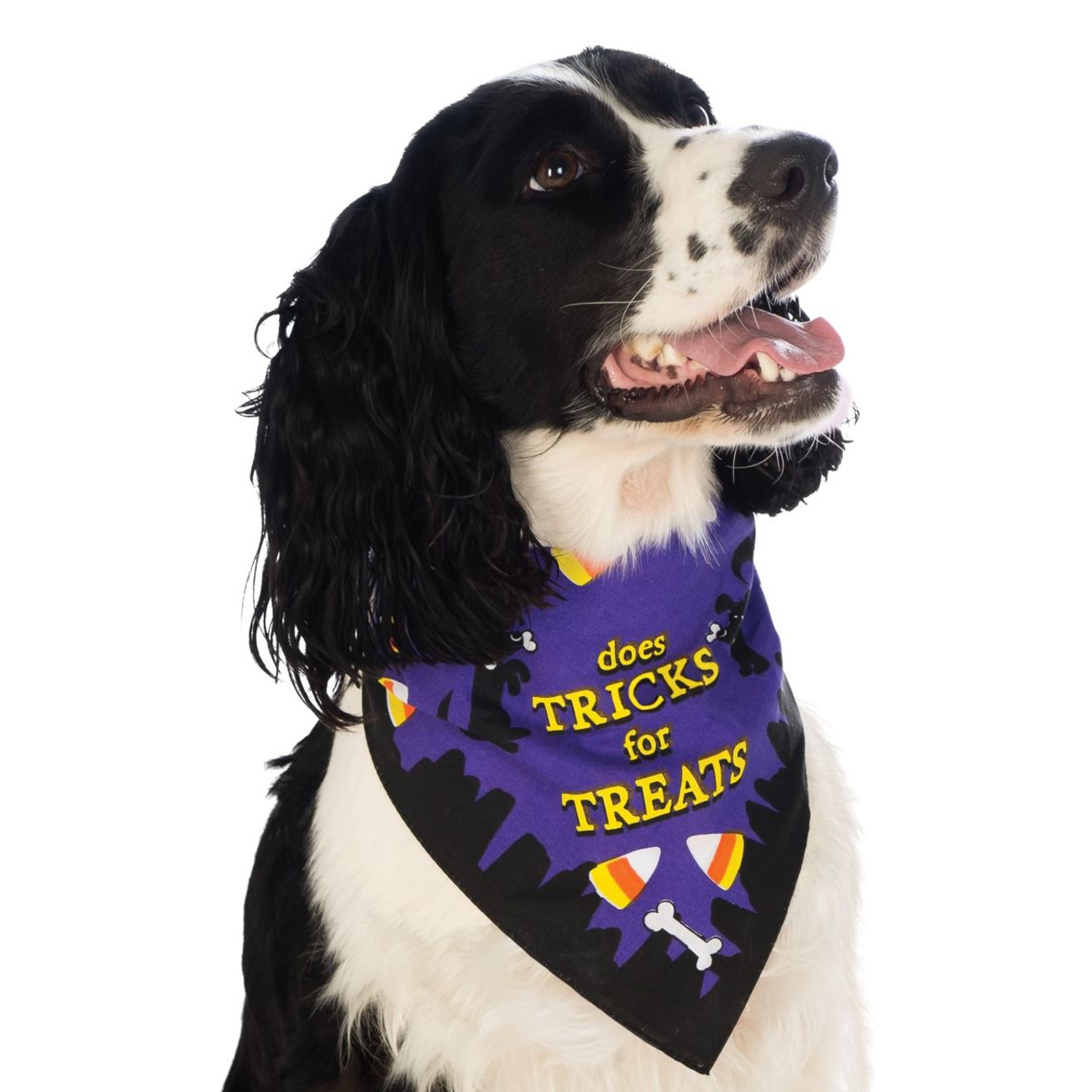 Tricks for Treats Pet Bandana